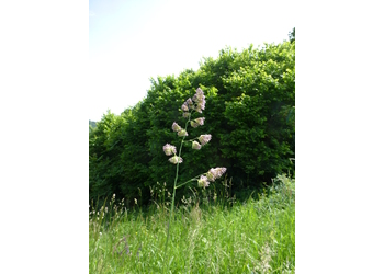 Wiesen-Knäuelgras (Dactylis glomerata) - © Philipp Sengl